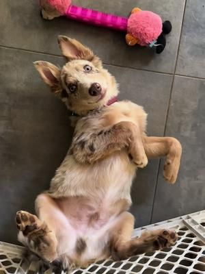 Video post by @katlyn.stevens on TikTok