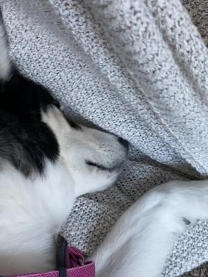 Video post by @itsdaniclardy on TikTok