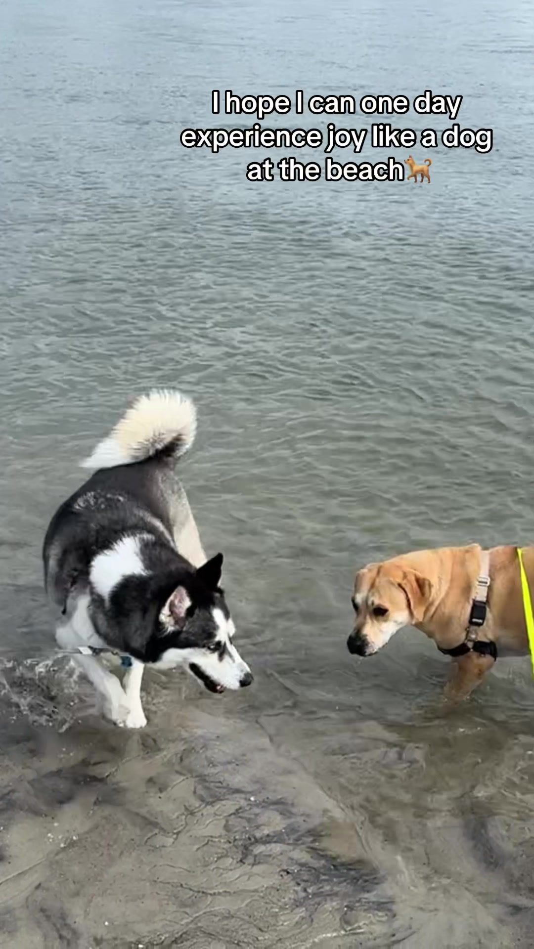 Video post by @itsdaniclardy on TikTok