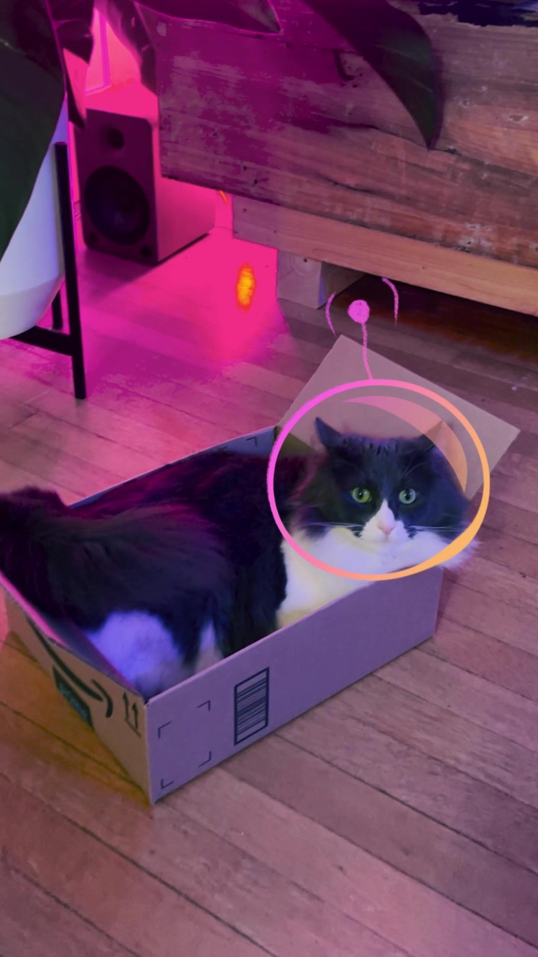 Video post by @amazon on TikTok