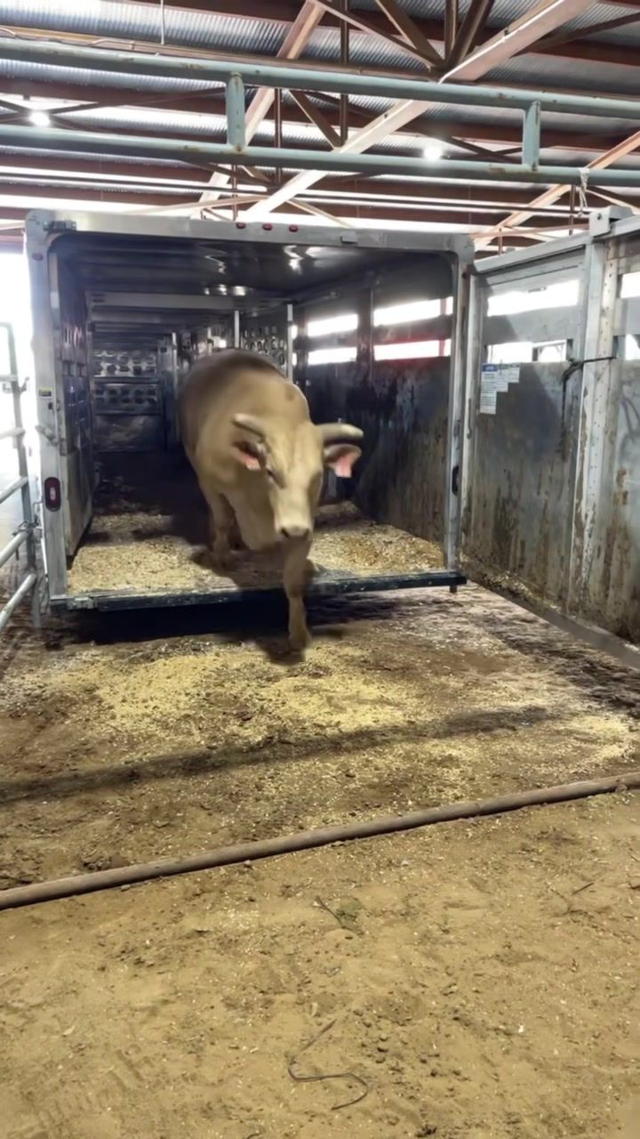 Video post by @pbr on TikTok