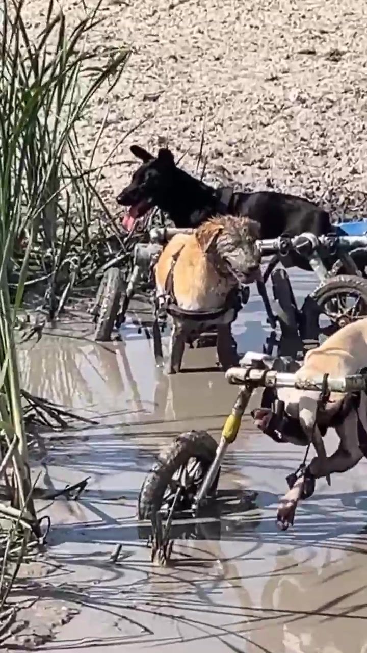 Video post by @walkin_pets on TikTok