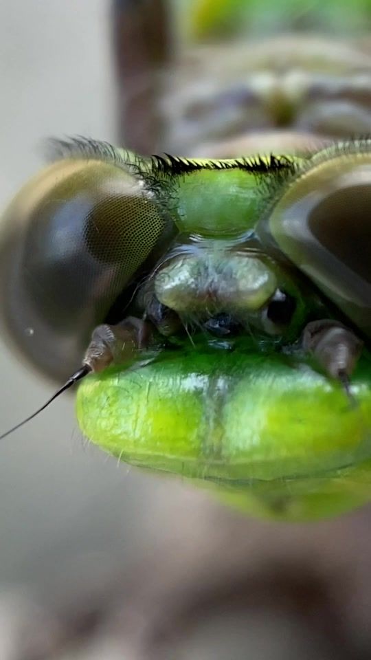 Video post by @austenalexander on TikTok