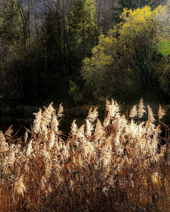 Image post by @cristan.photo on Facebook