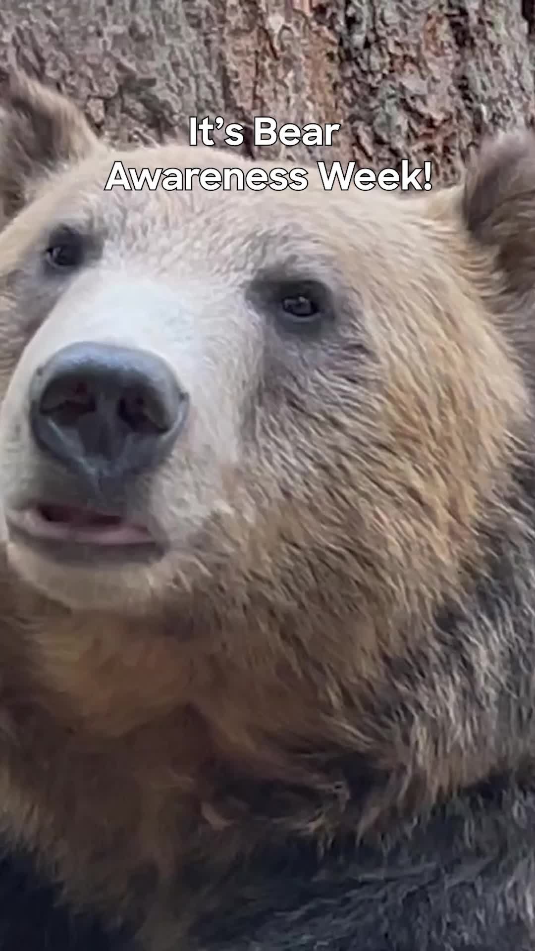 Video post by @animalplanet on TikTok