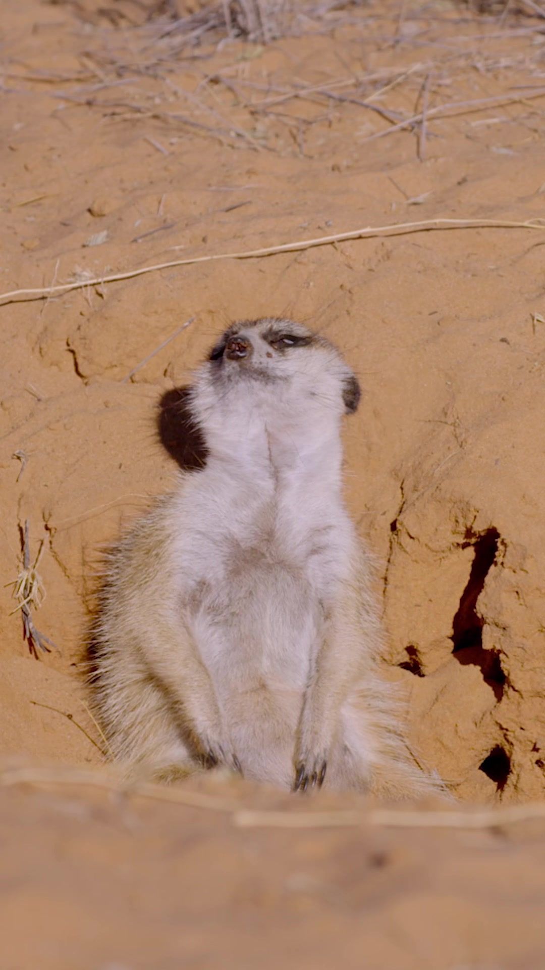 Video post by @animalplanet on TikTok