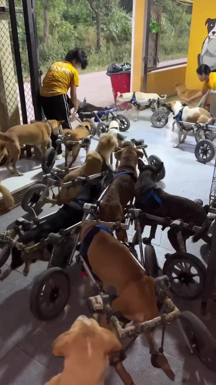 Video post by @walkin_pets on TikTok
