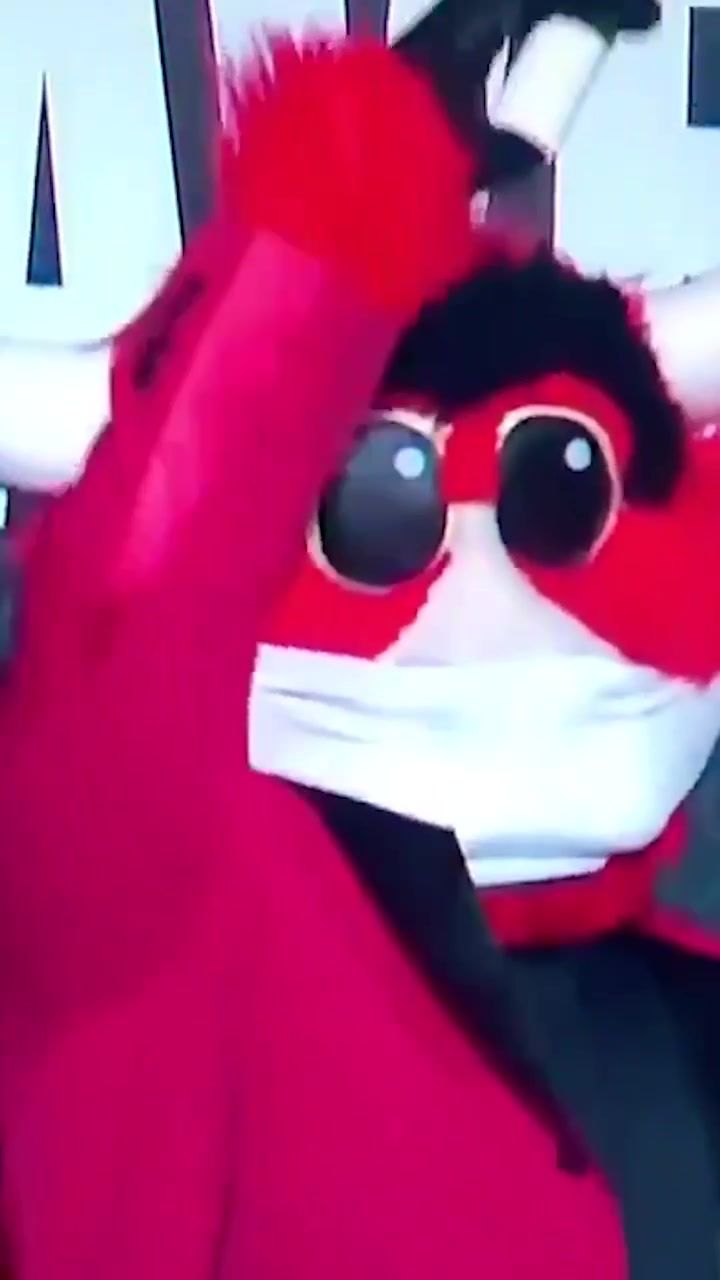 Video post by @bennythebull on TikTok