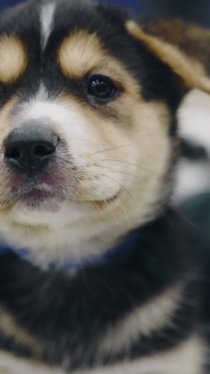 Video post by @nuggets on TikTok