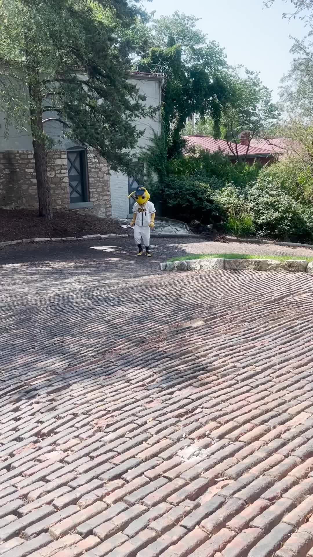 Video post by @burlingtonbees on TikTok