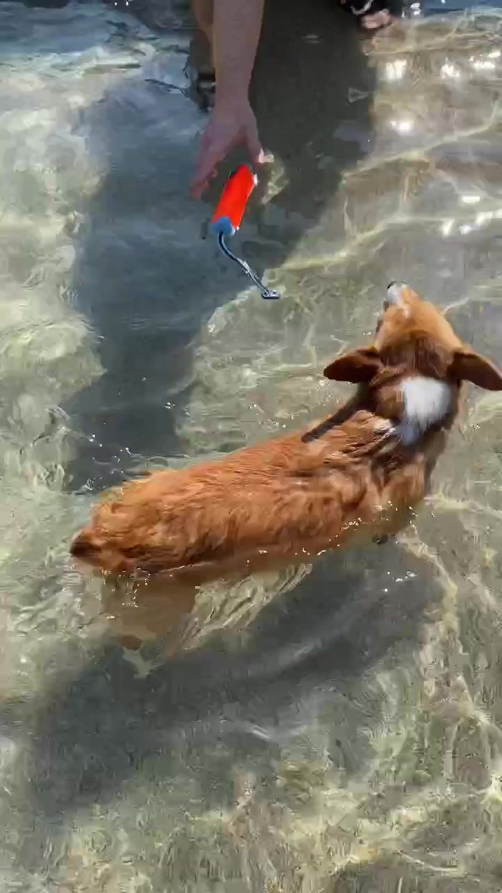 Video post by @ziggy_thecorg on TikTok