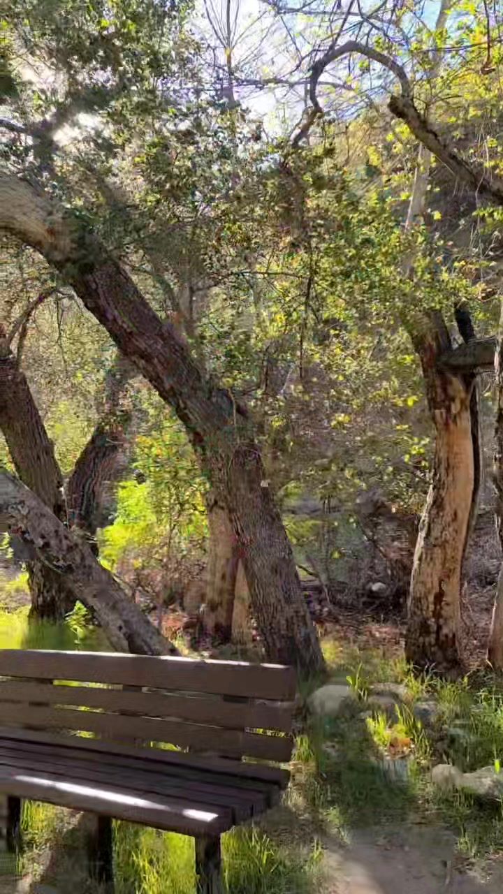 Video post by @lizzyshmizzy on TikTok