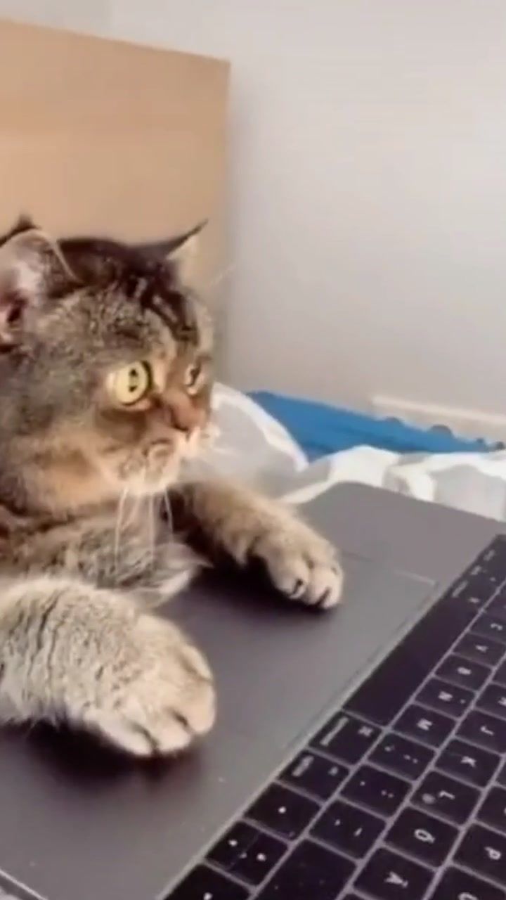 Video post by @blue on TikTok