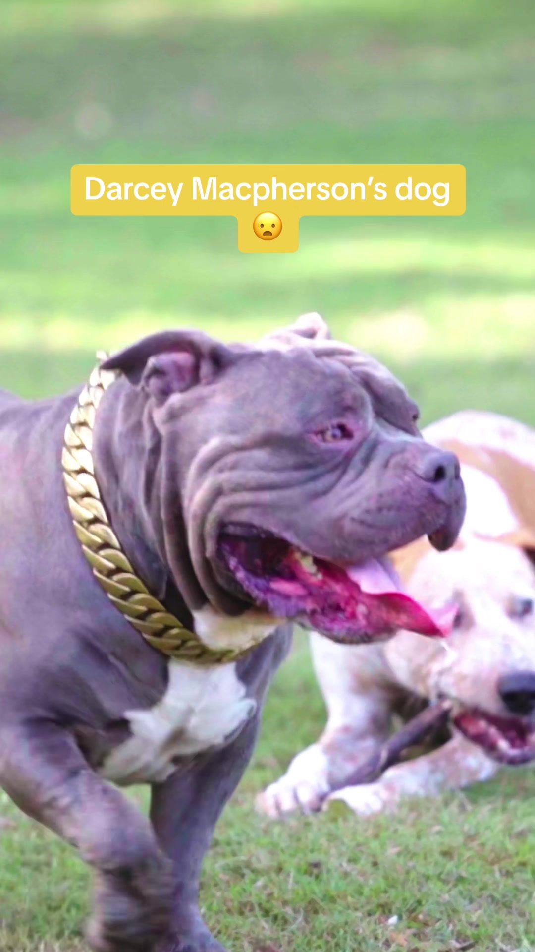 Video post by @gcsuns on TikTok