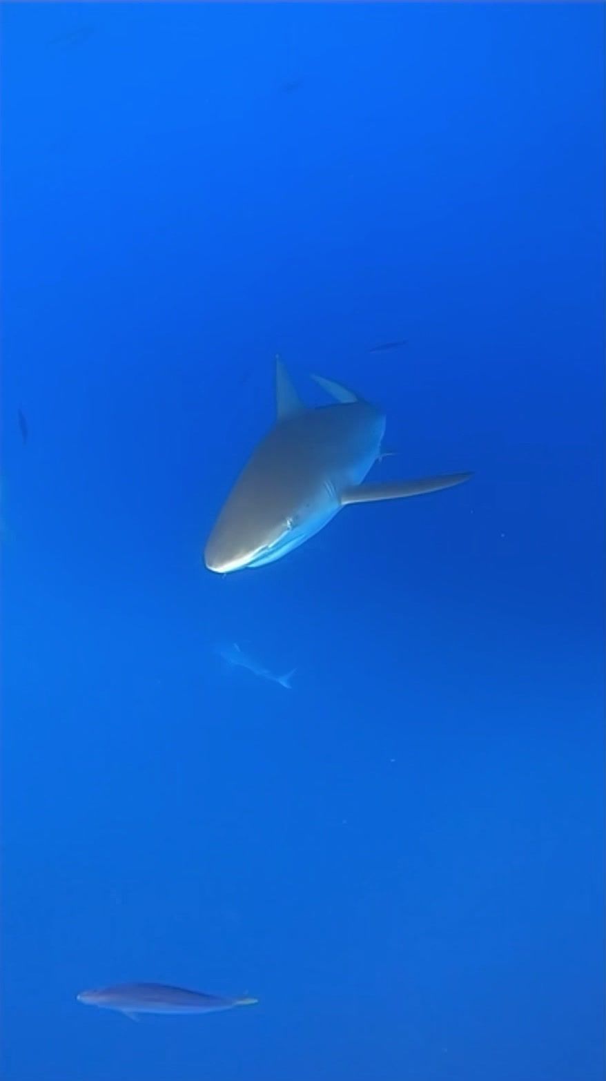 Video post by @jaya.tewari on TikTok