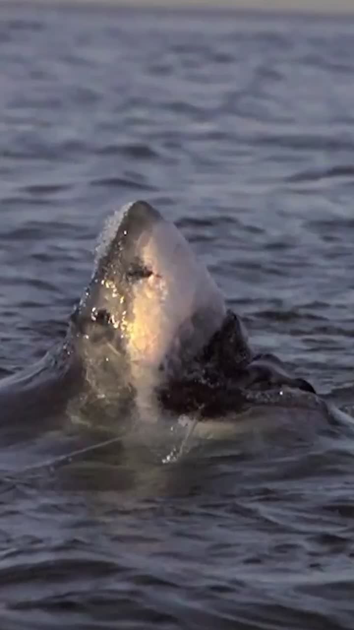 Video post by @olemissfootball on TikTok