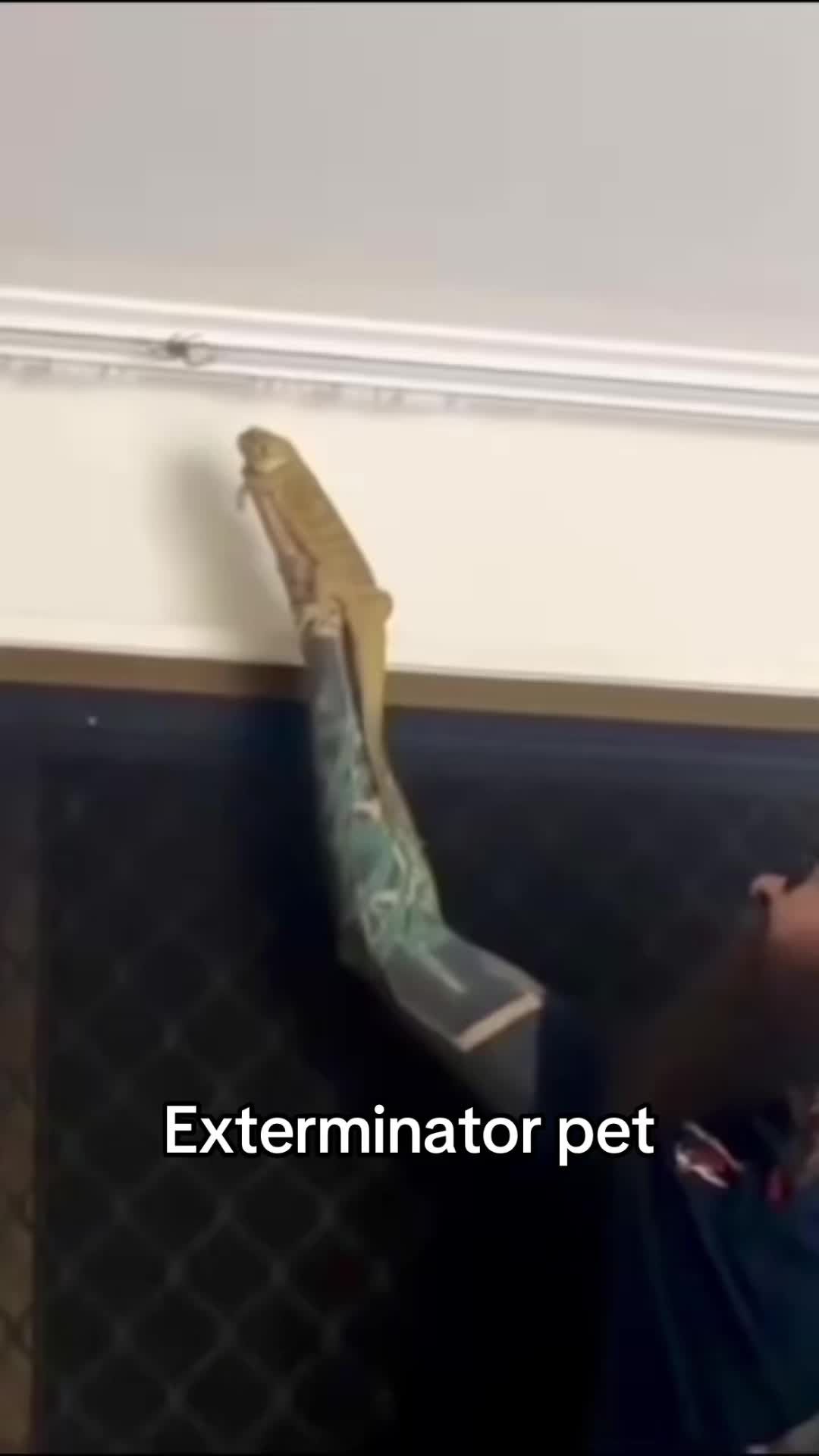 Video post by @overtime on TikTok