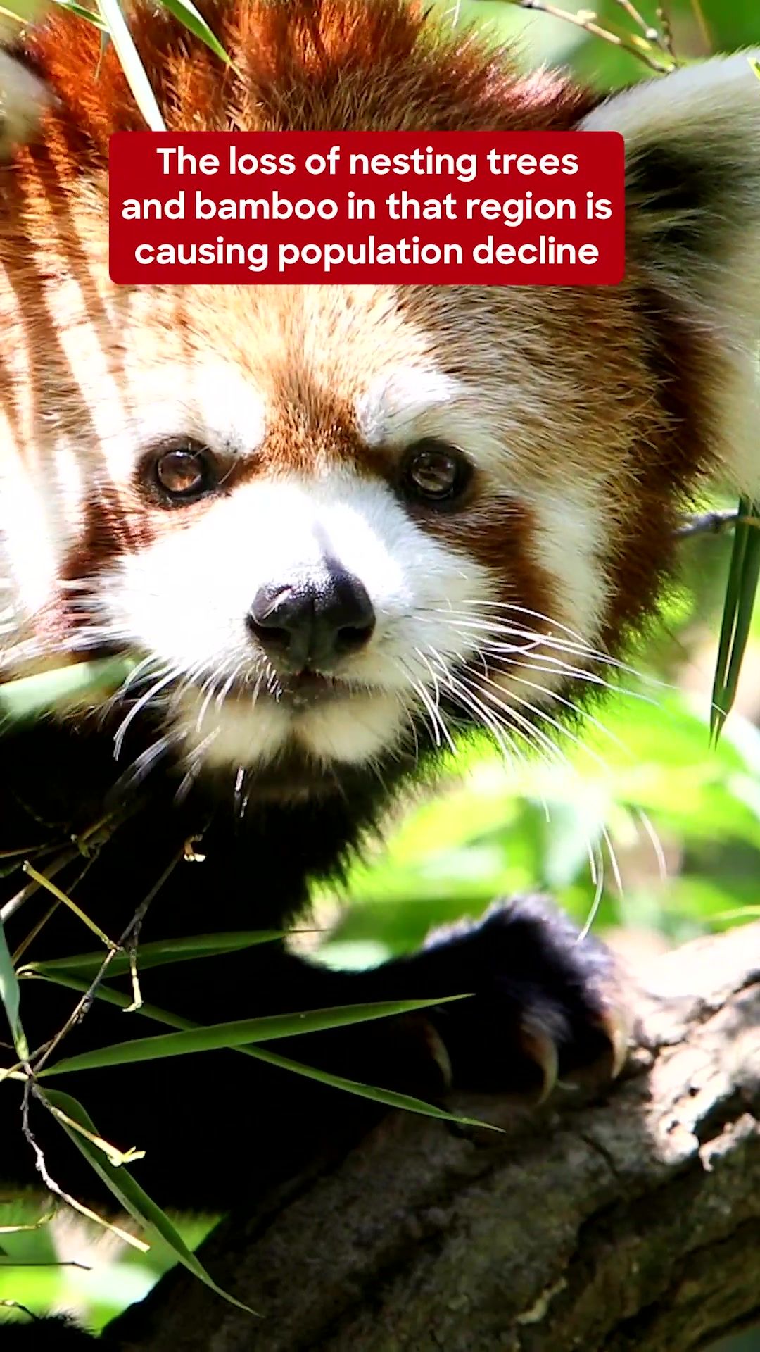 Video post by @discovery on TikTok