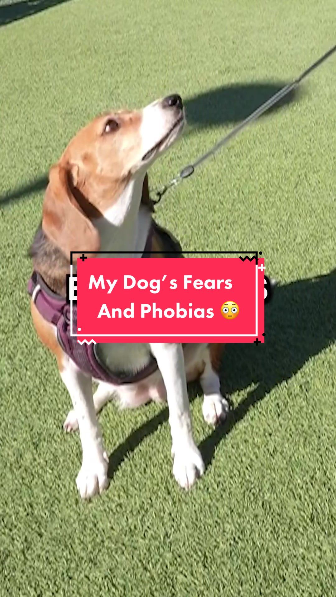 Video post by @thevets_official on TikTok