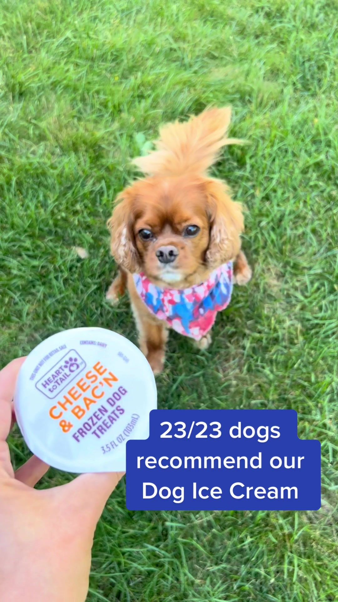 Video post by @aldiusa on TikTok