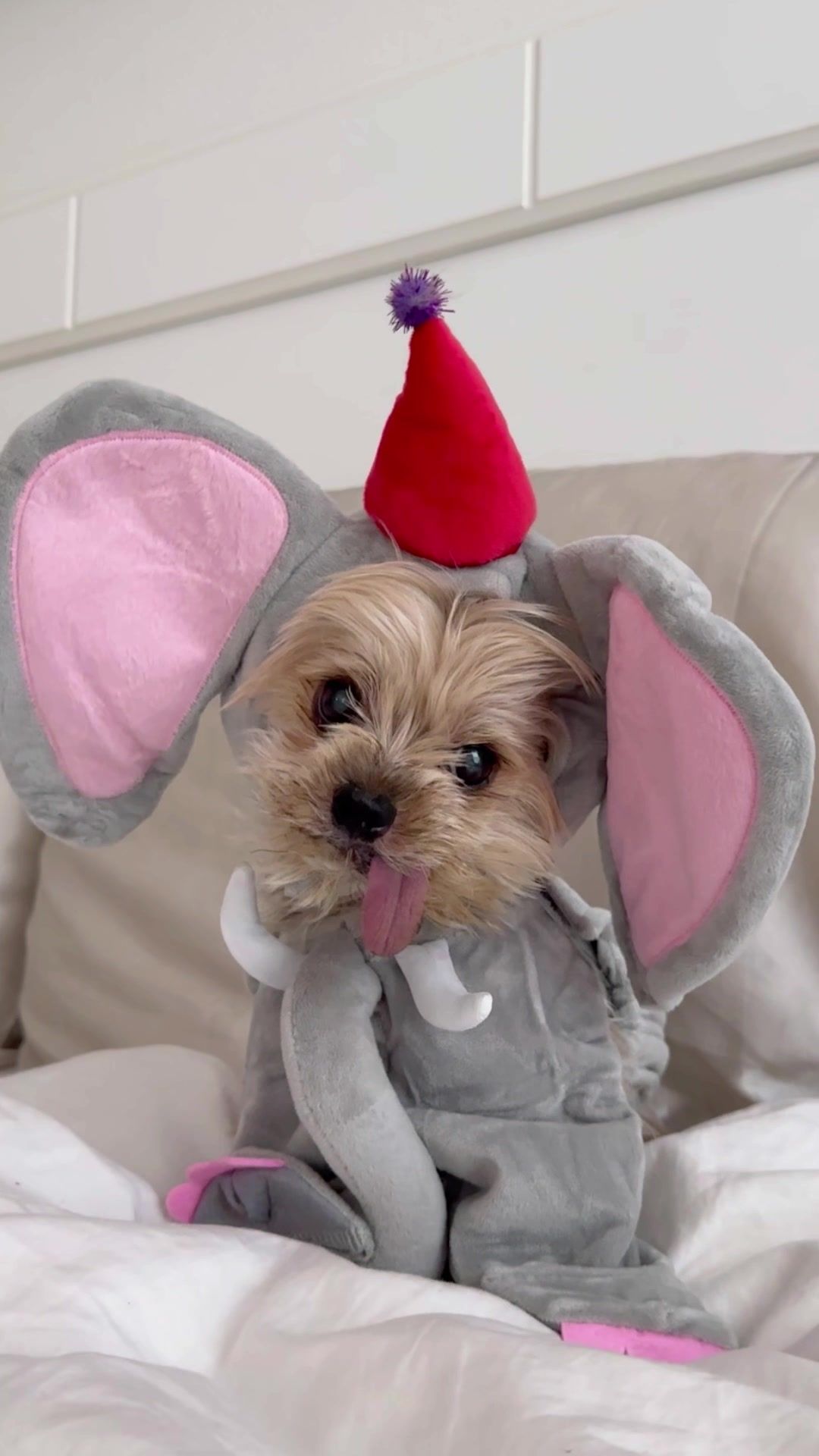 Video post by @petsmart on TikTok