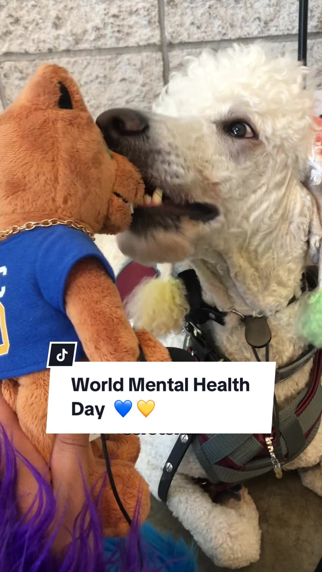 Video post by @pittofficial on TikTok