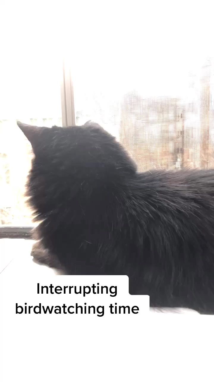 Video post by @trans.seberian on TikTok