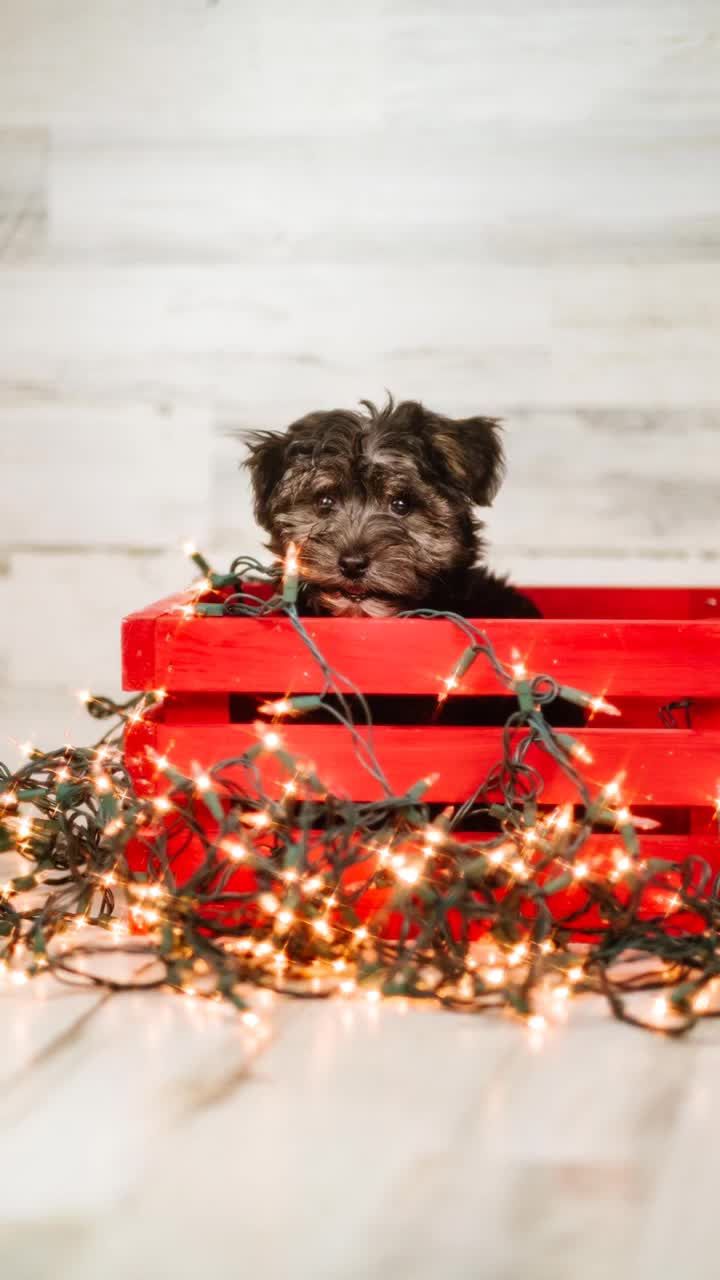 Video post by @maxrenfro on TikTok