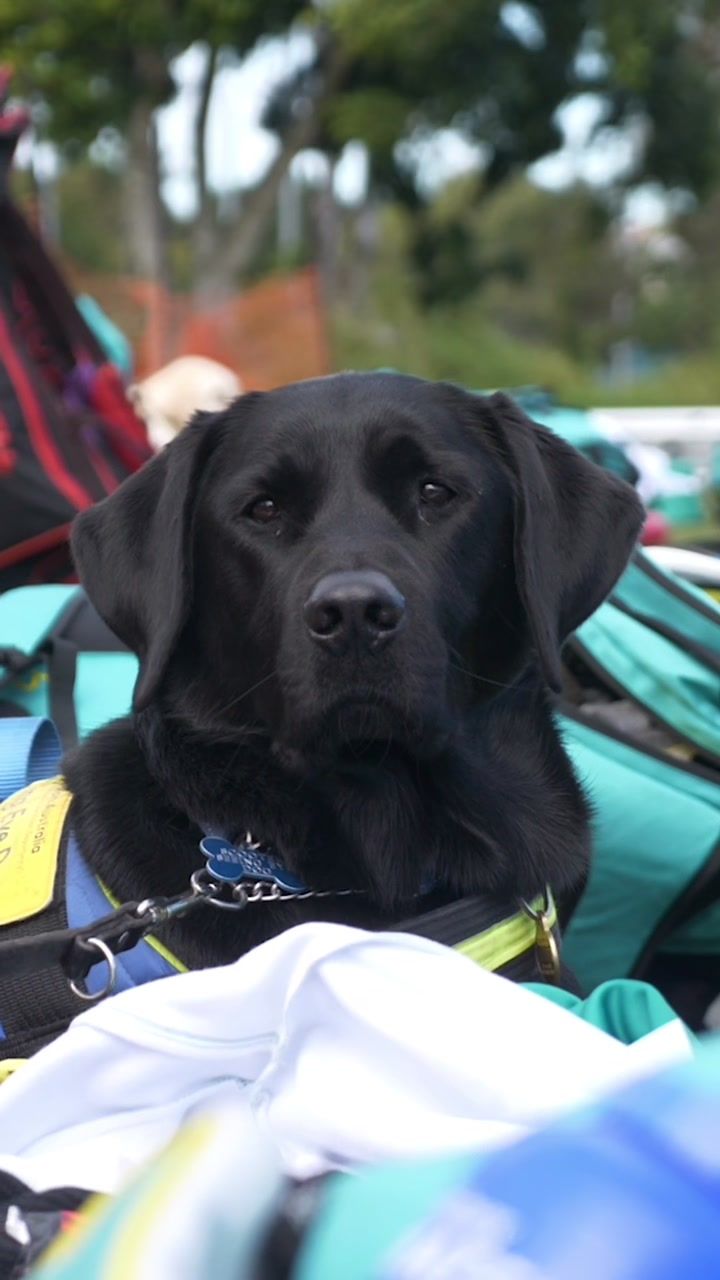 Video post by @cricketaus on TikTok