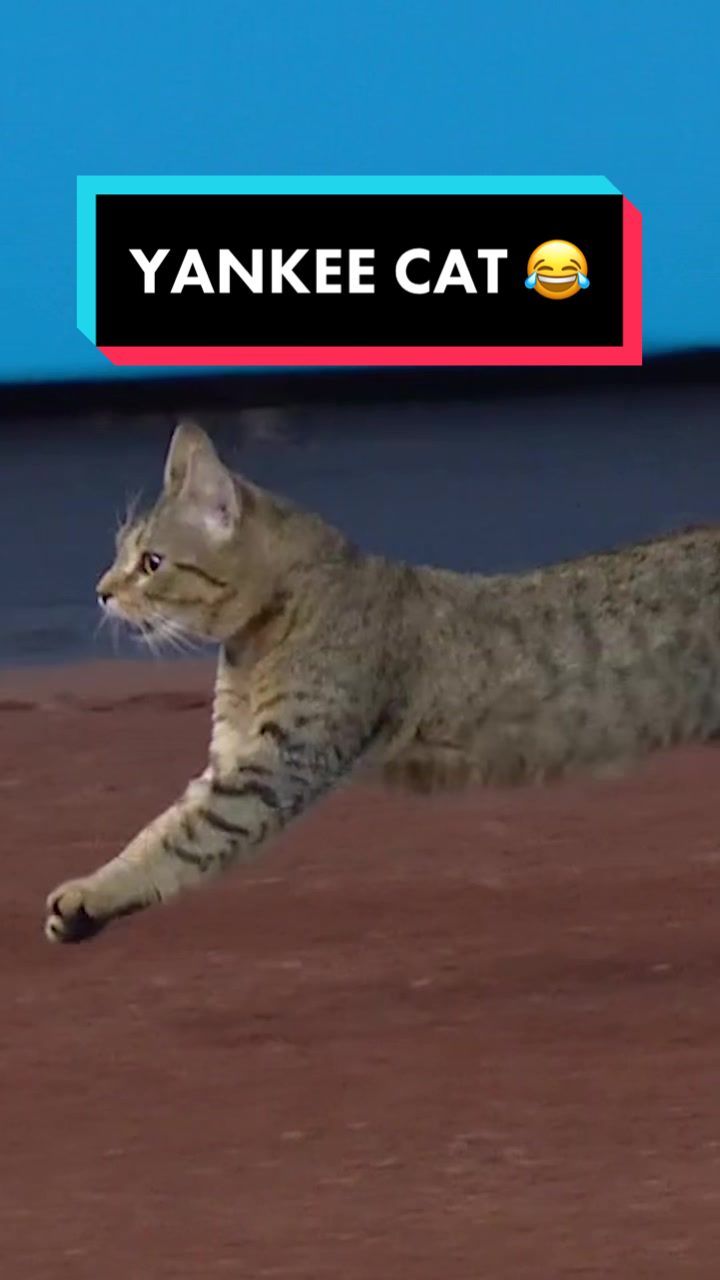Video post by @yankees on TikTok
