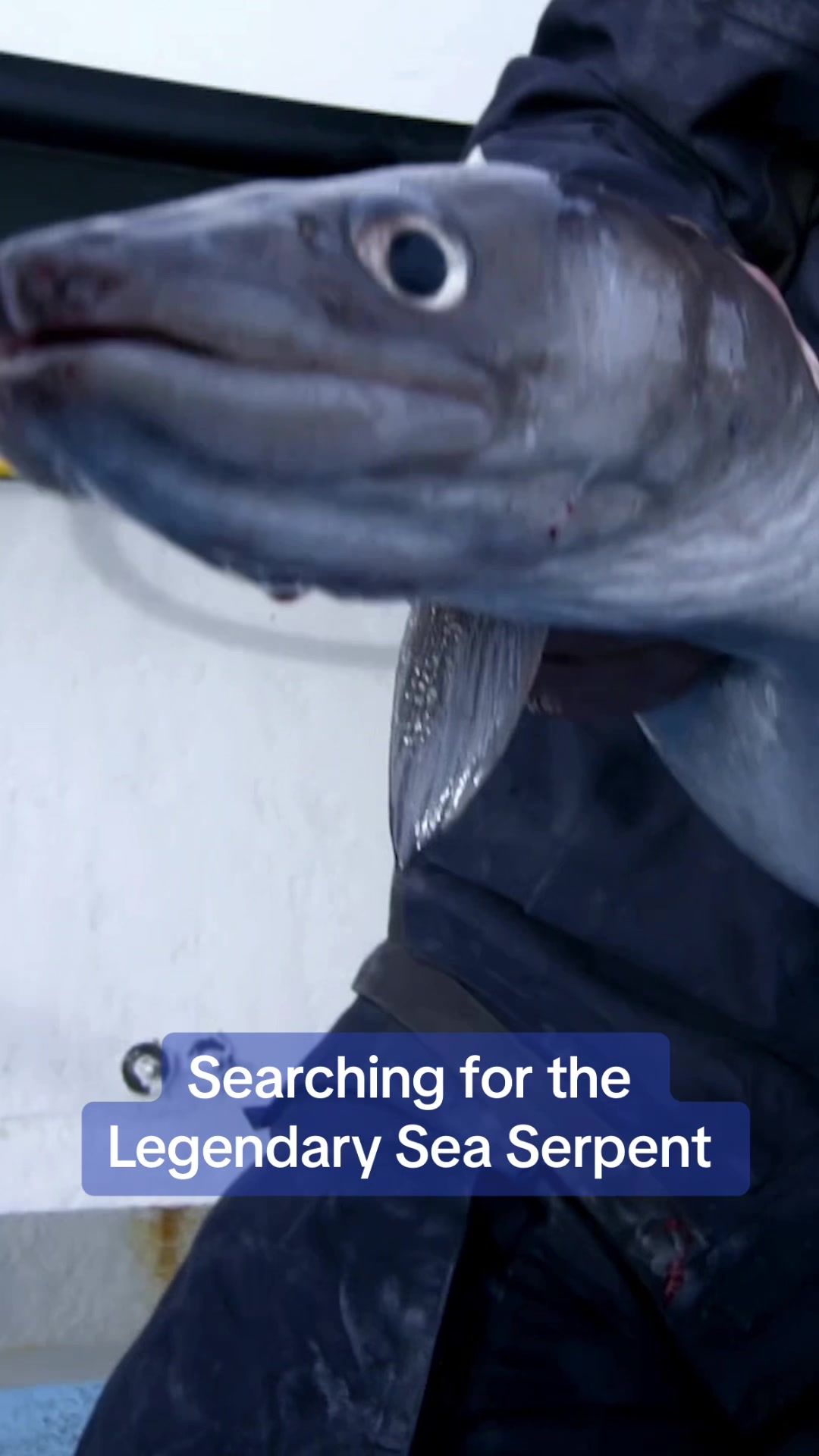 Video post by @animalplanet on TikTok