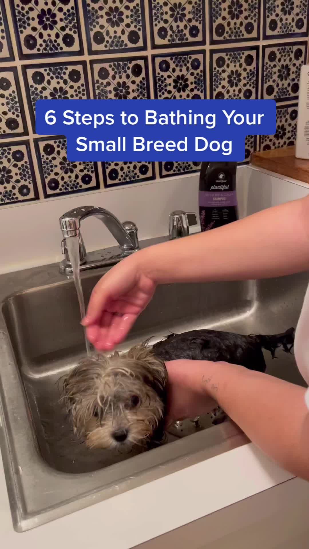 Video post by @petco on TikTok