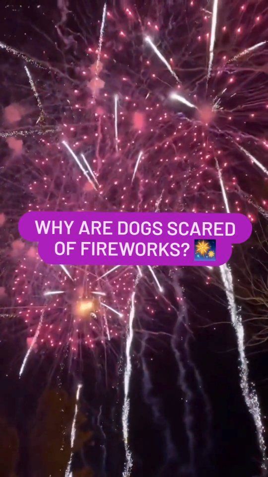 Video post by @YuMOVE.US on Facebook