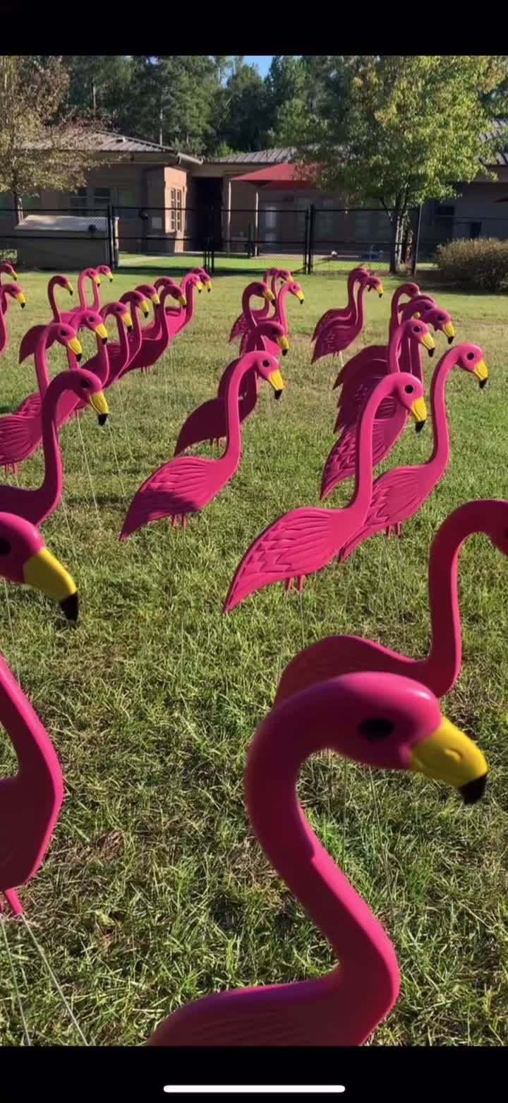 Video post by @florenceflamingos on TikTok