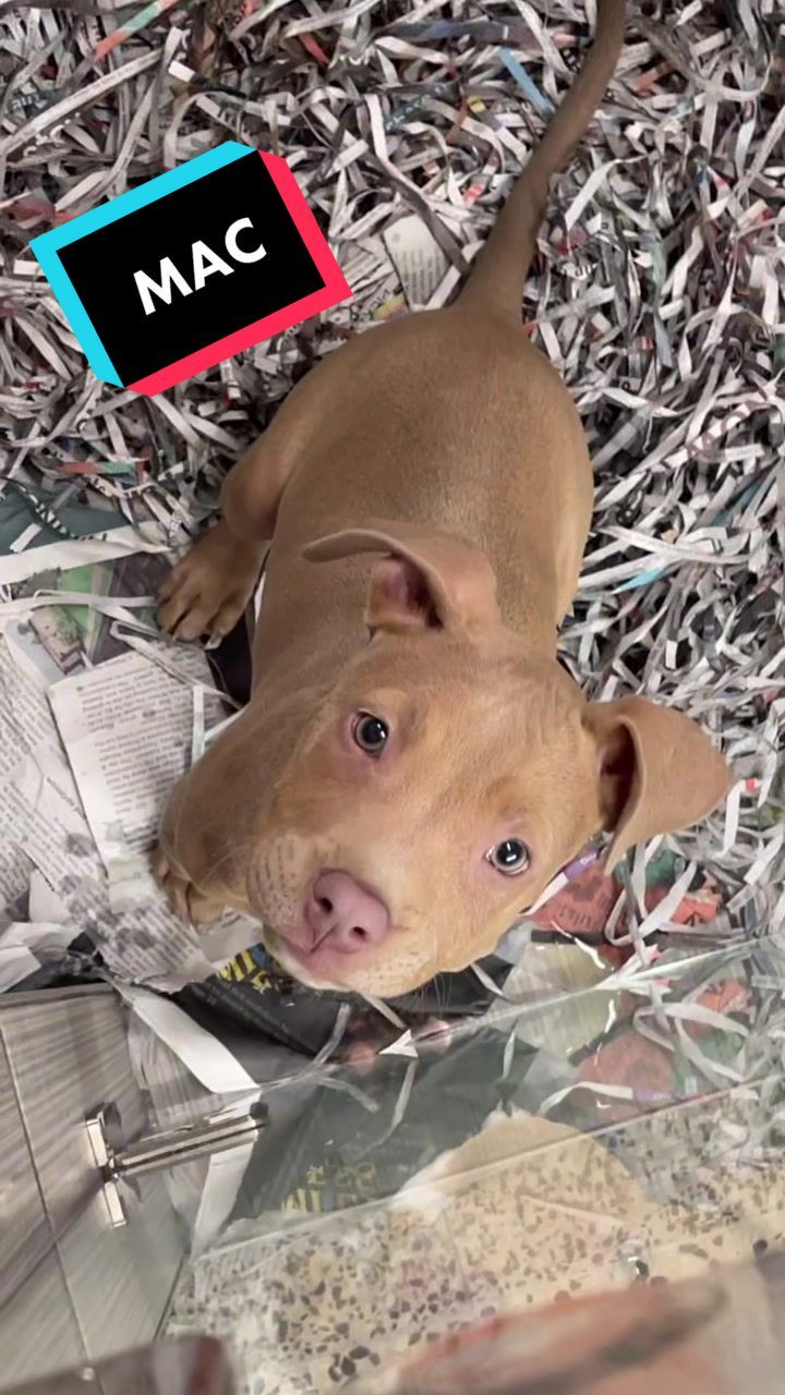 Video post by @animalhumanemn on TikTok