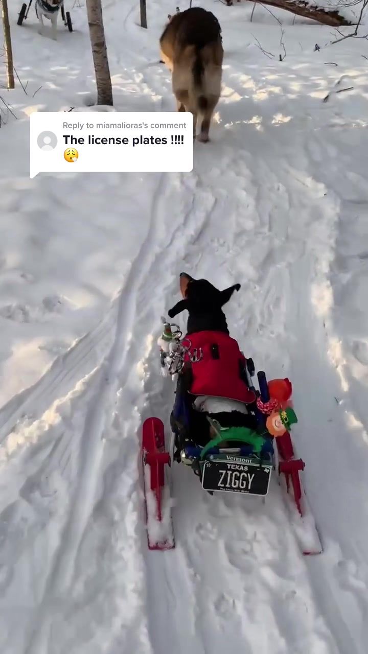 Video post by @walkin_pets on TikTok