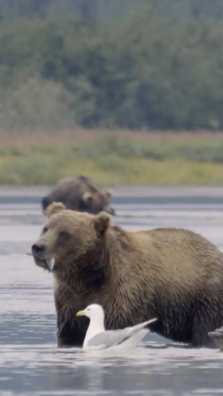 Video post by @animalplanet on TikTok