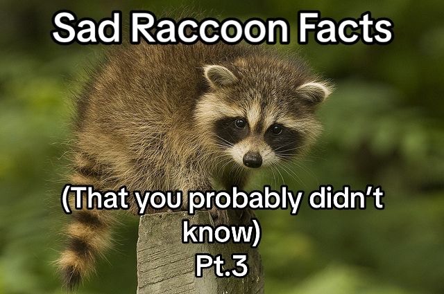 Video post by @bluestarsdci on TikTok