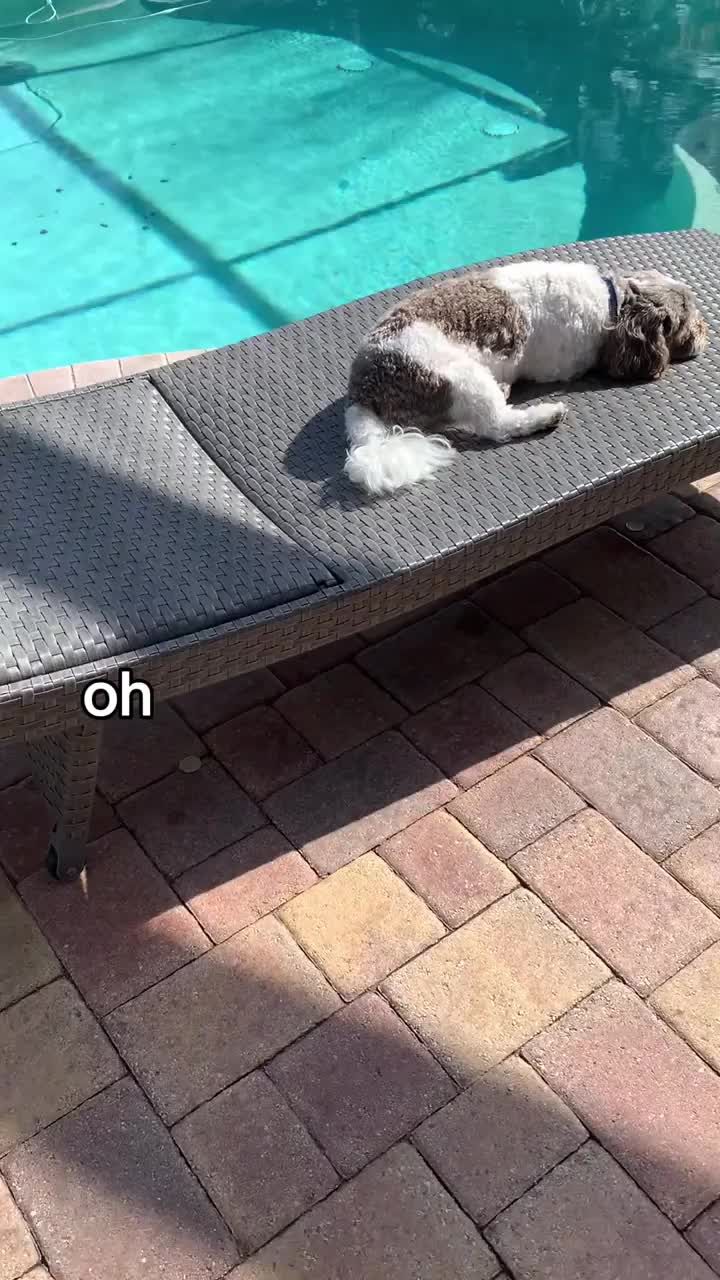 Video post by @jetsetpetsguide on TikTok