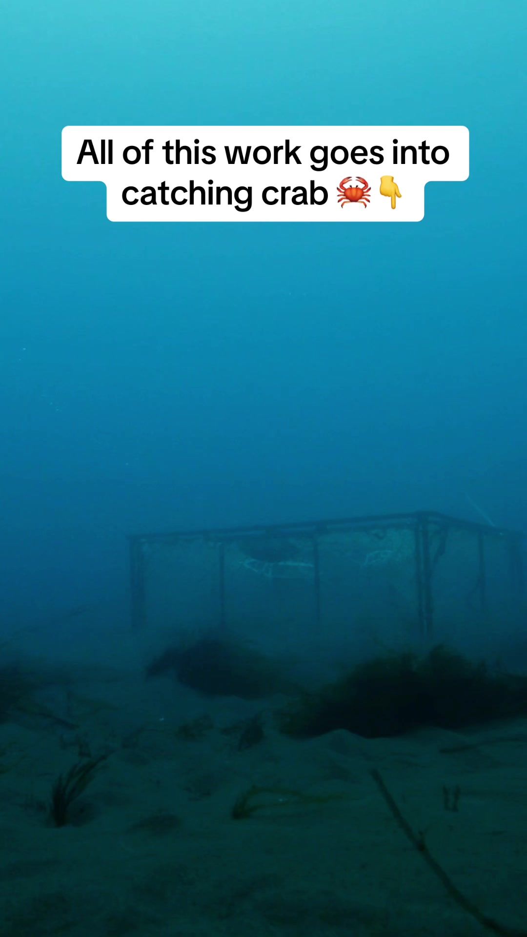 Video post by @discovery on TikTok