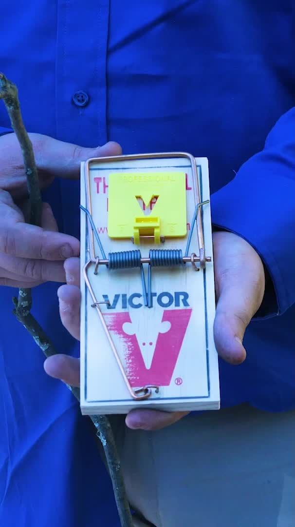 Video post by @bugbustersusa on TikTok