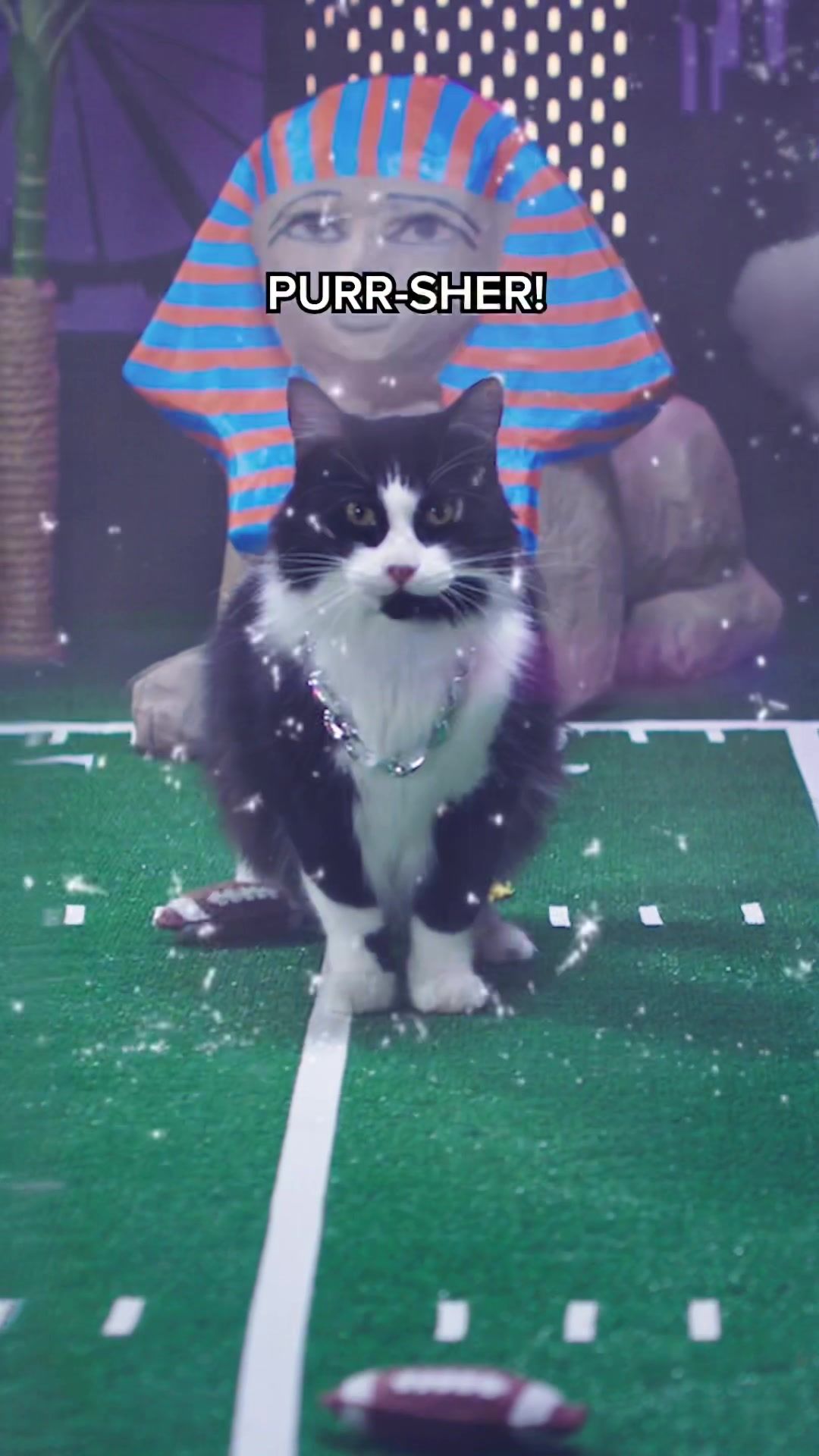 Video post by @animalplanet on TikTok