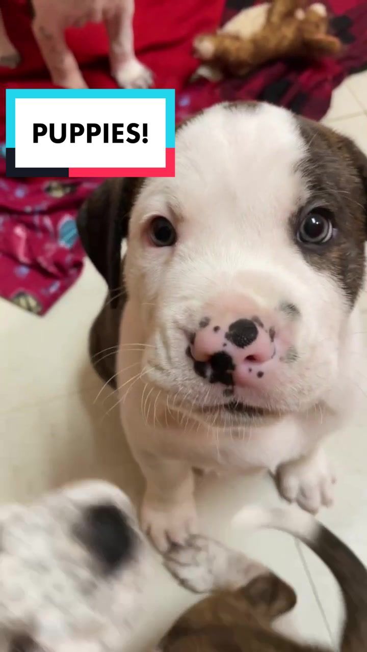 Video post by @suncoasthumane on TikTok