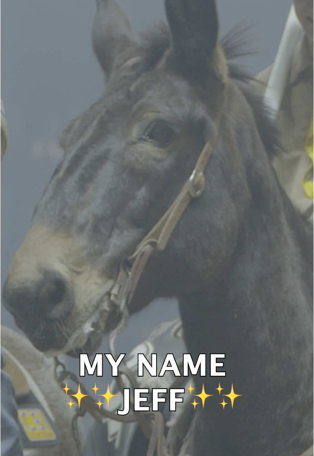 Video post by @prca_prorodeo on TikTok