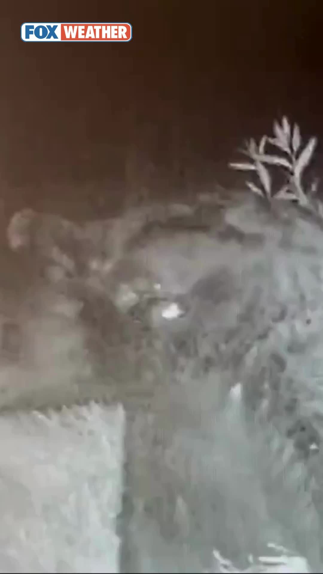 Video post by @foxweather on TikTok