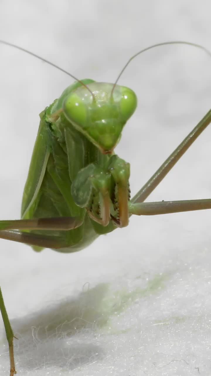 Video post by @discovery on TikTok