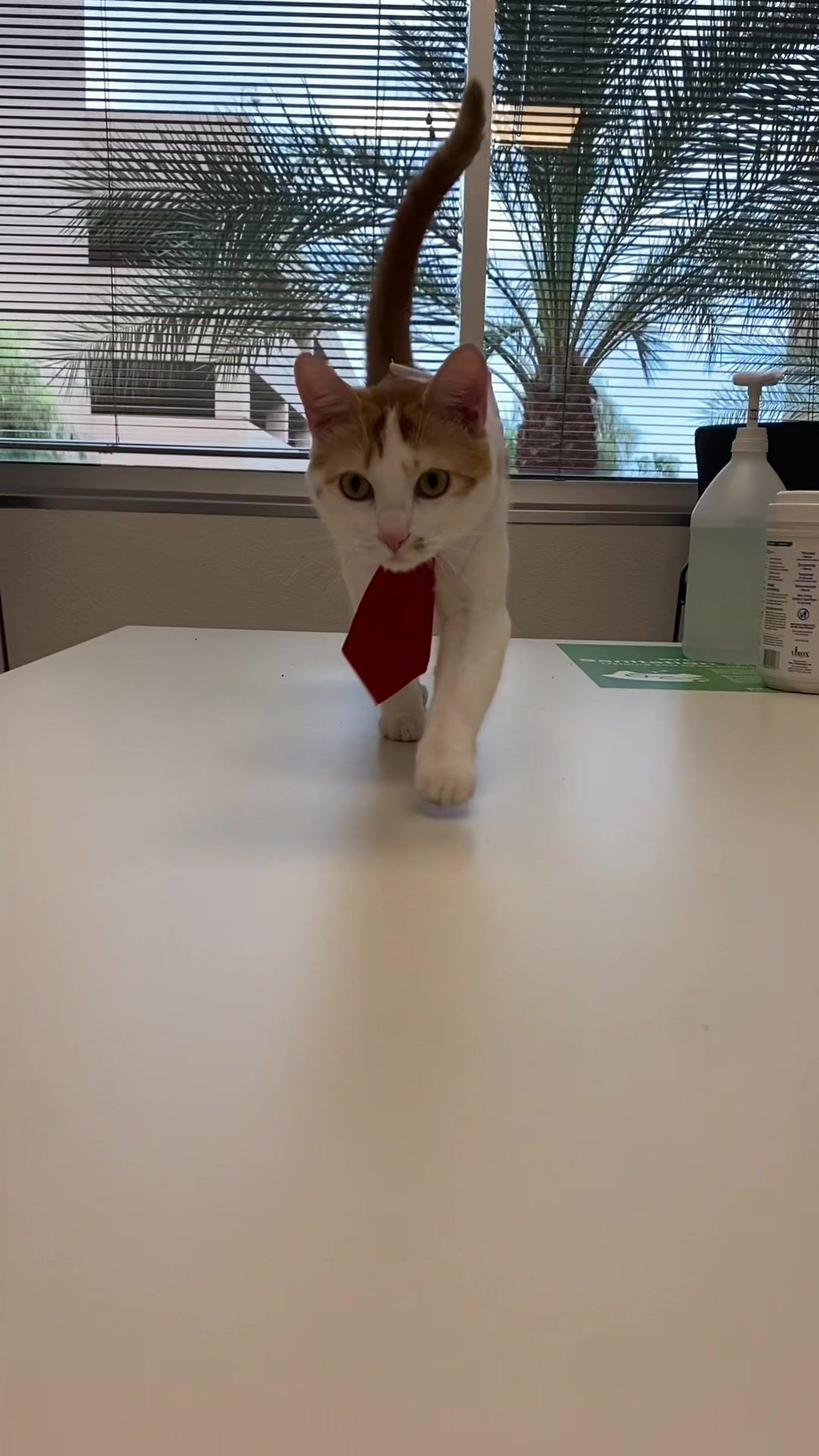 Video post by @petsmart on TikTok