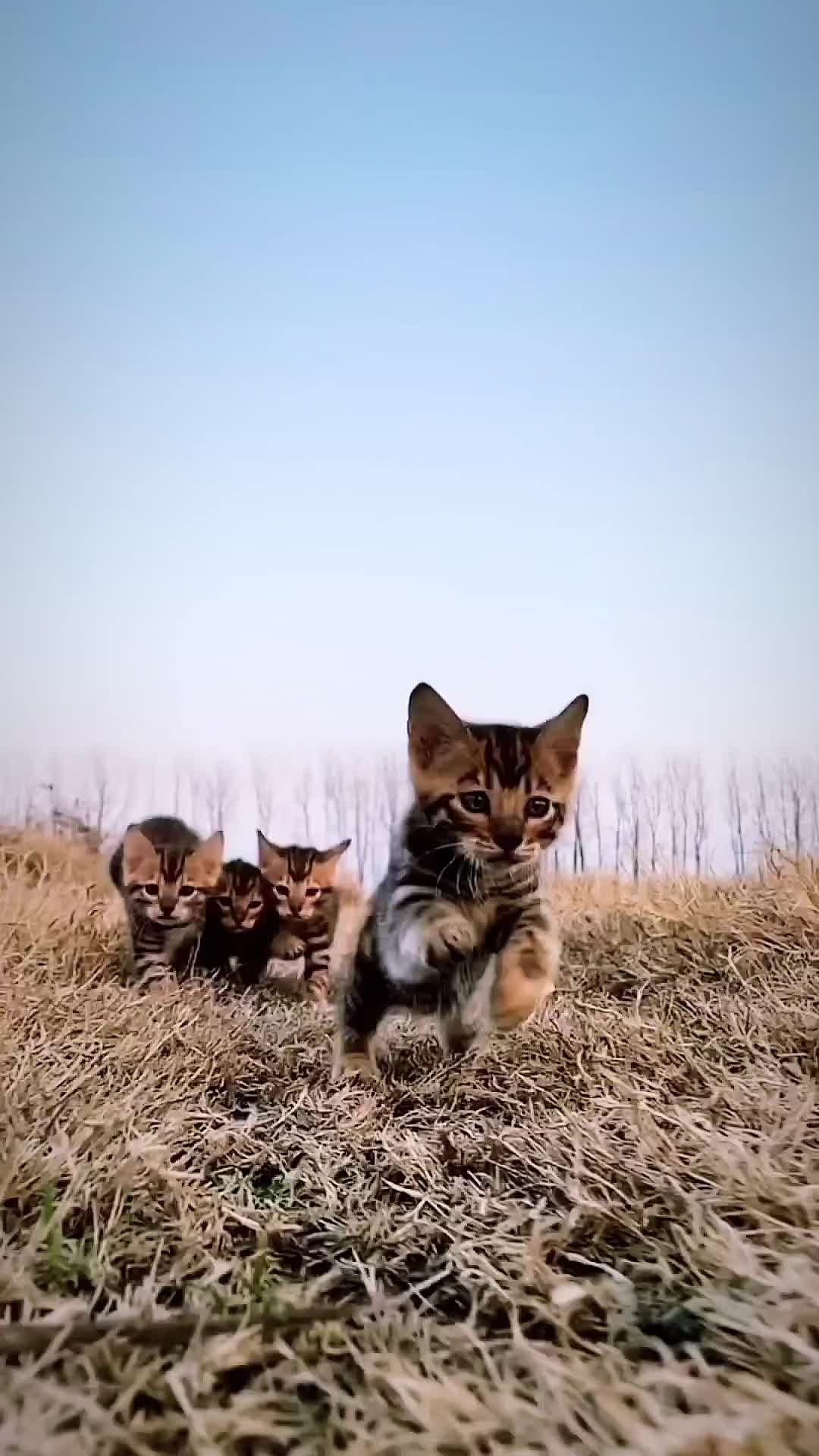 Video post by @rollingloud on TikTok