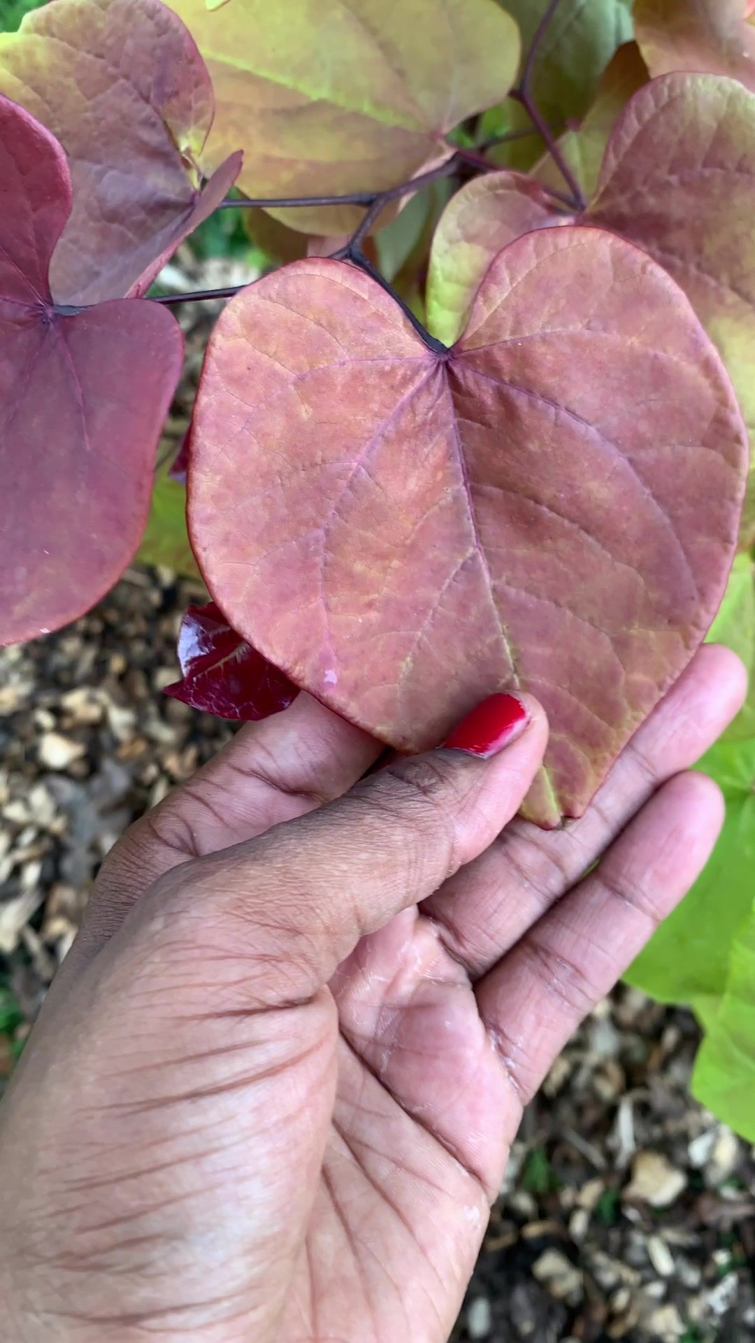 Video post by @miraclegro on TikTok