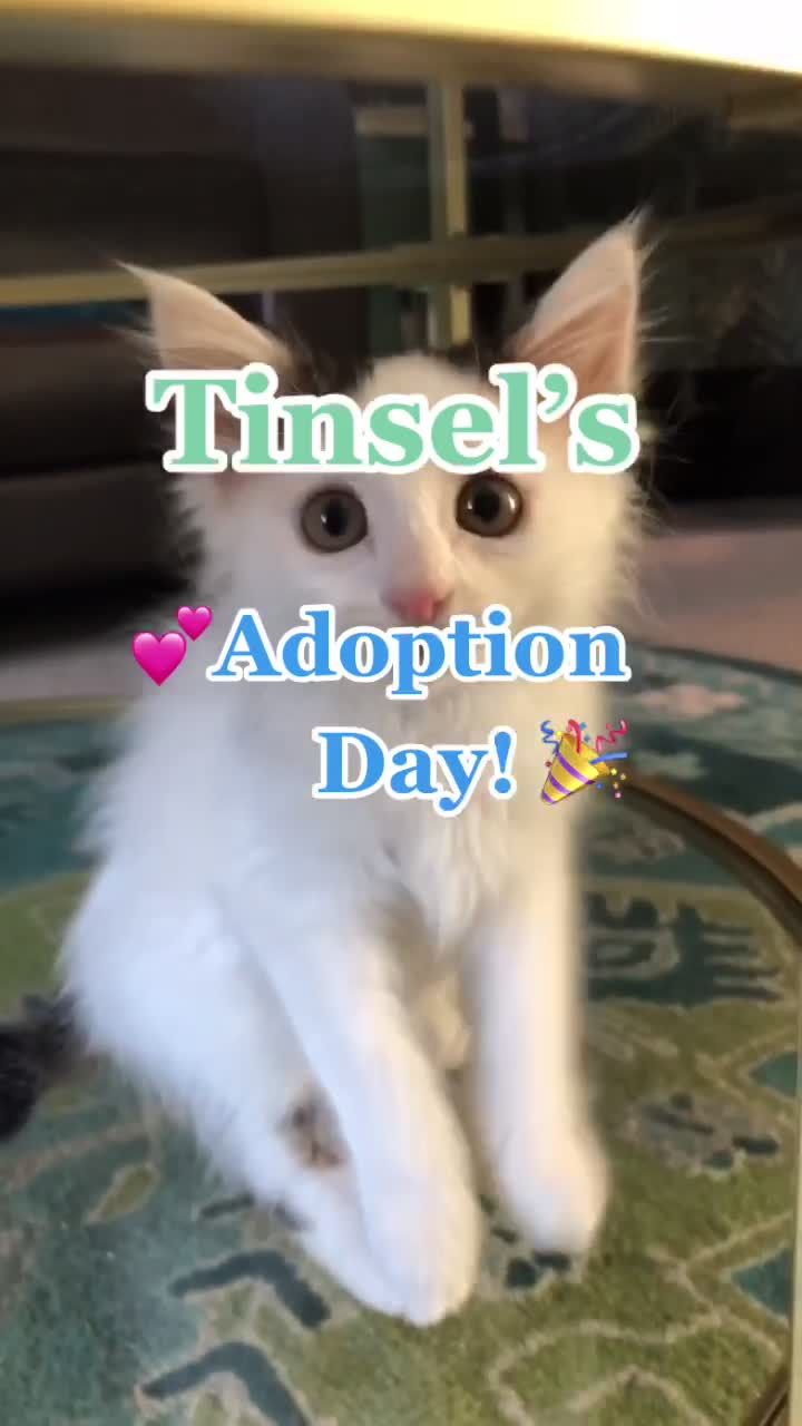 Video post by @wollyhasson on TikTok